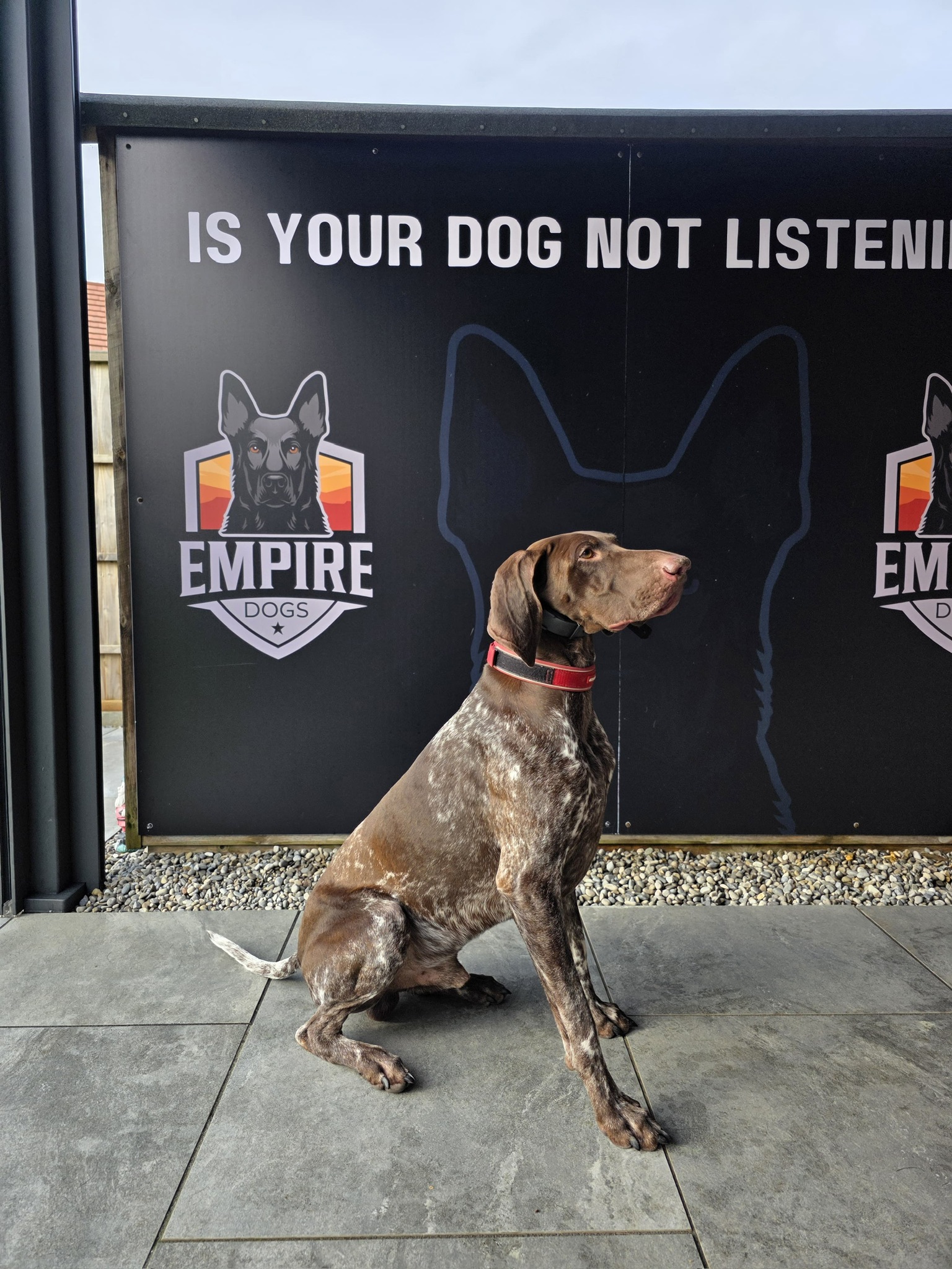 What to Do When Your Dog Ignores You Completely Outside