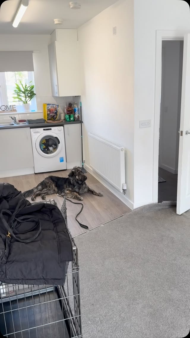 Why Does My Dog Pull on the Lead and How Can I Fix It?