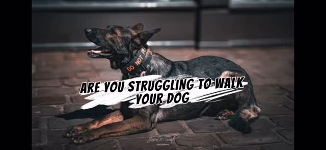 Beyond the Breed: Unlocking Your Dog