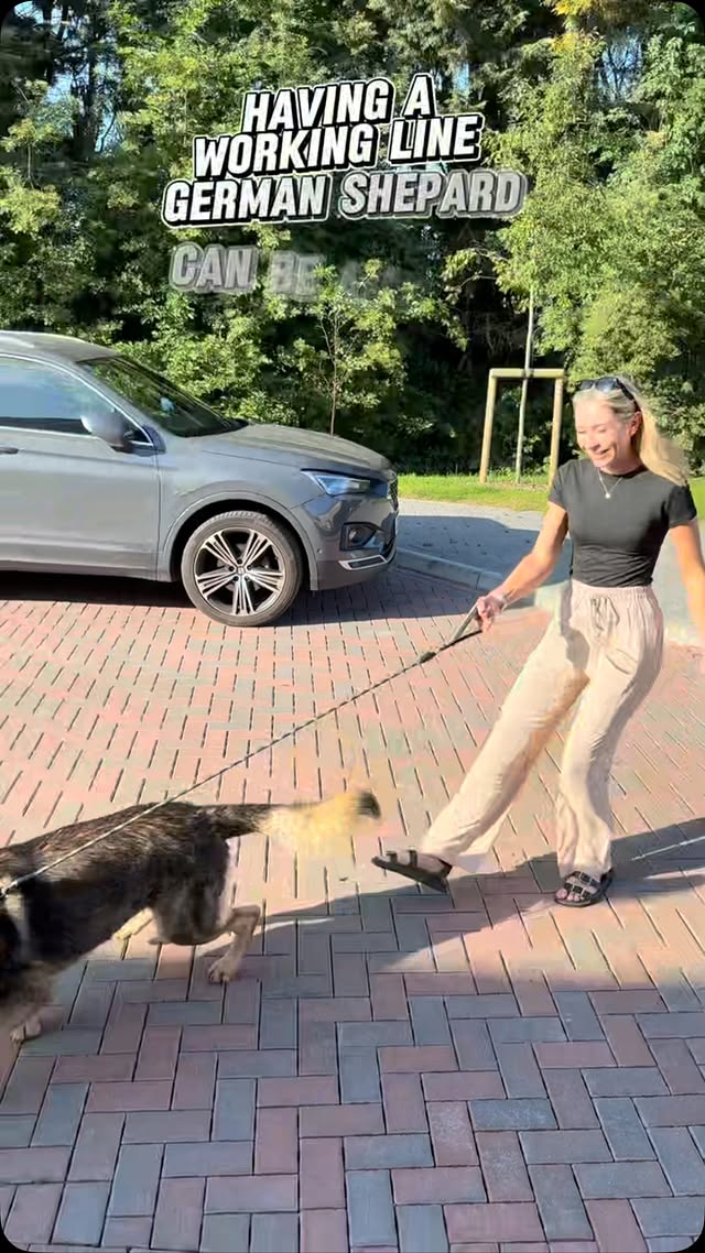 Puppy Lead Training: Setting Good Habits from Day One