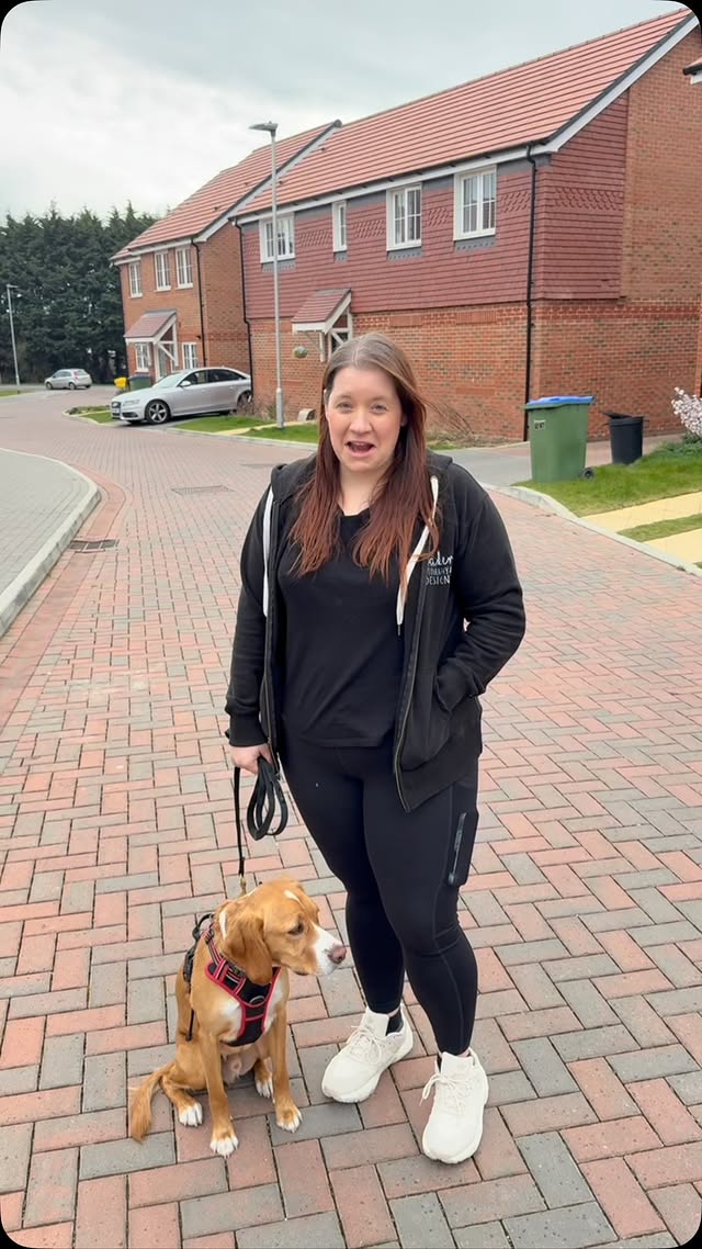 Starting From Scratch: Training an Adult Dog in West Sussex