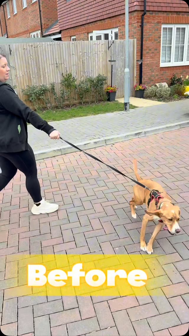 Why Your Dog Pulls More in Certain Places — and What to Do About It