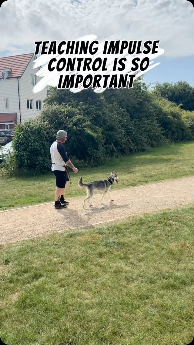How Do I Train My Dog to Walk Past Distractions Without Reacting?
