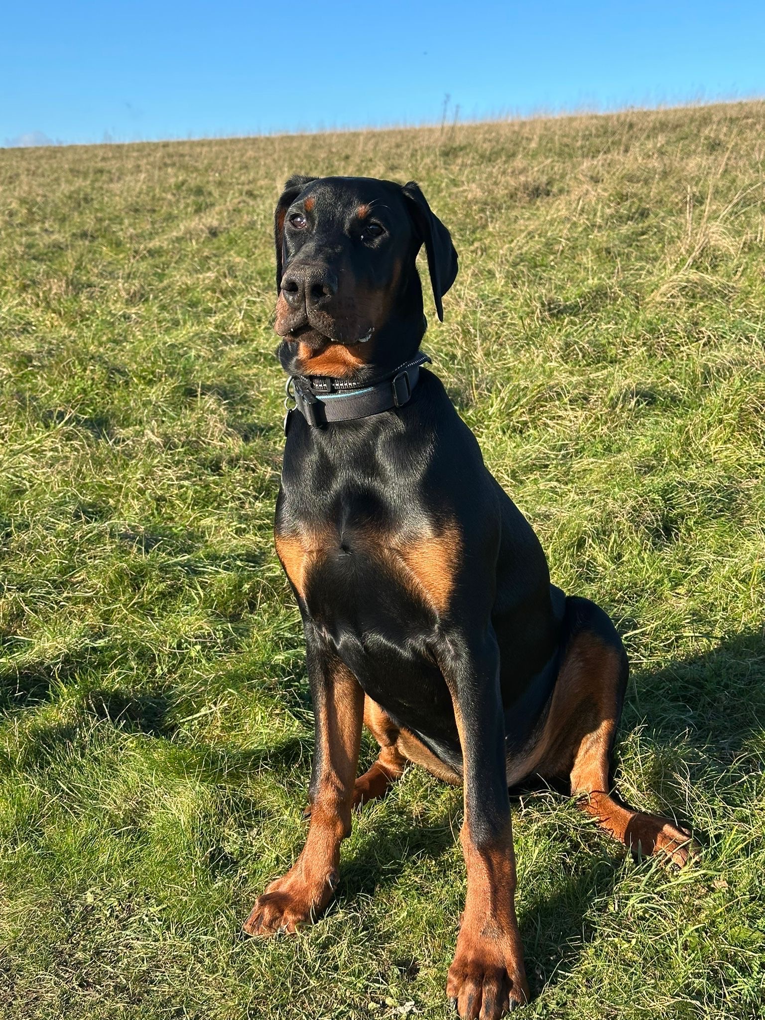How Do I Enjoy a Relaxed Walk with a High-Energy Dog?