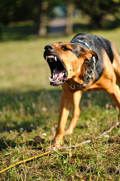 How Do I Stop My Dog Barking at Other Dogs on the Lead?