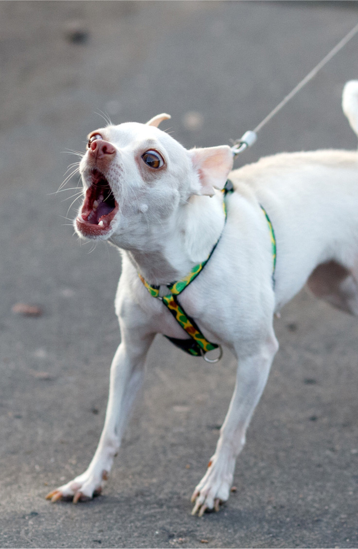 How Do I Stop My Dog Lunging at Other Dogs on Walks?