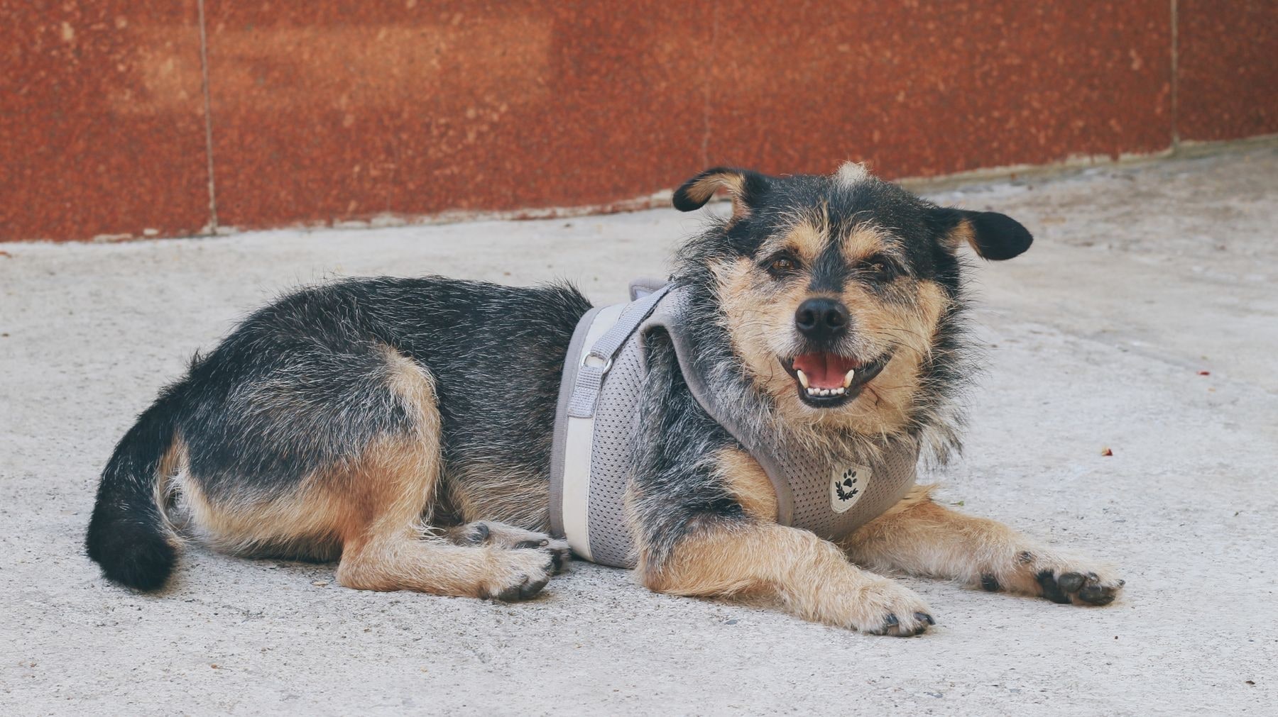 How Do I Introduce a Harness to a Dog That Hates Being Touched?