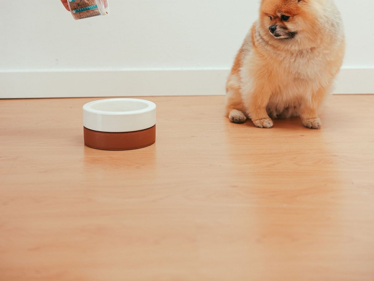 Fueling Excellence: The Power of Nutrition in Dog Training