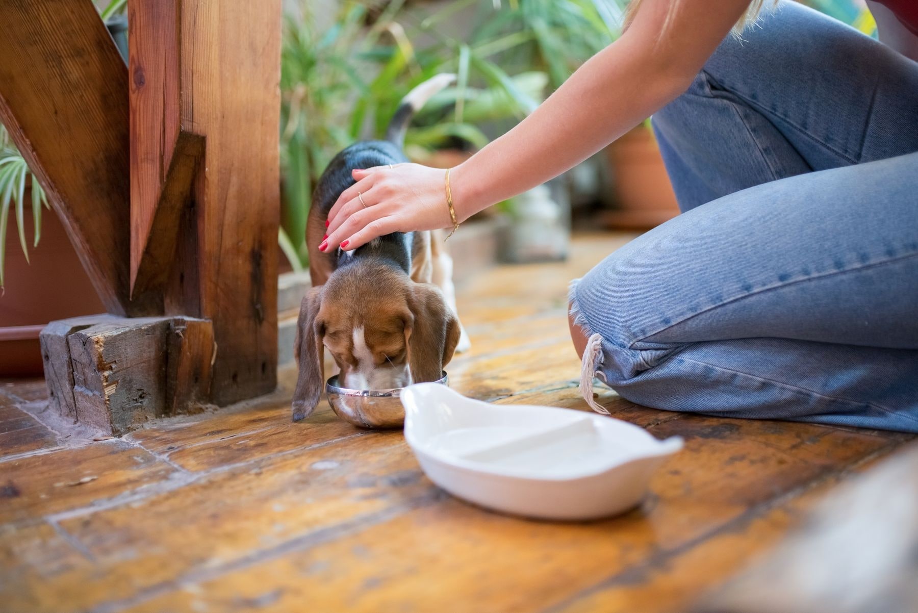 Beyond the Bowl: Why Your Dog's Nutrition is Key to Their Training Success