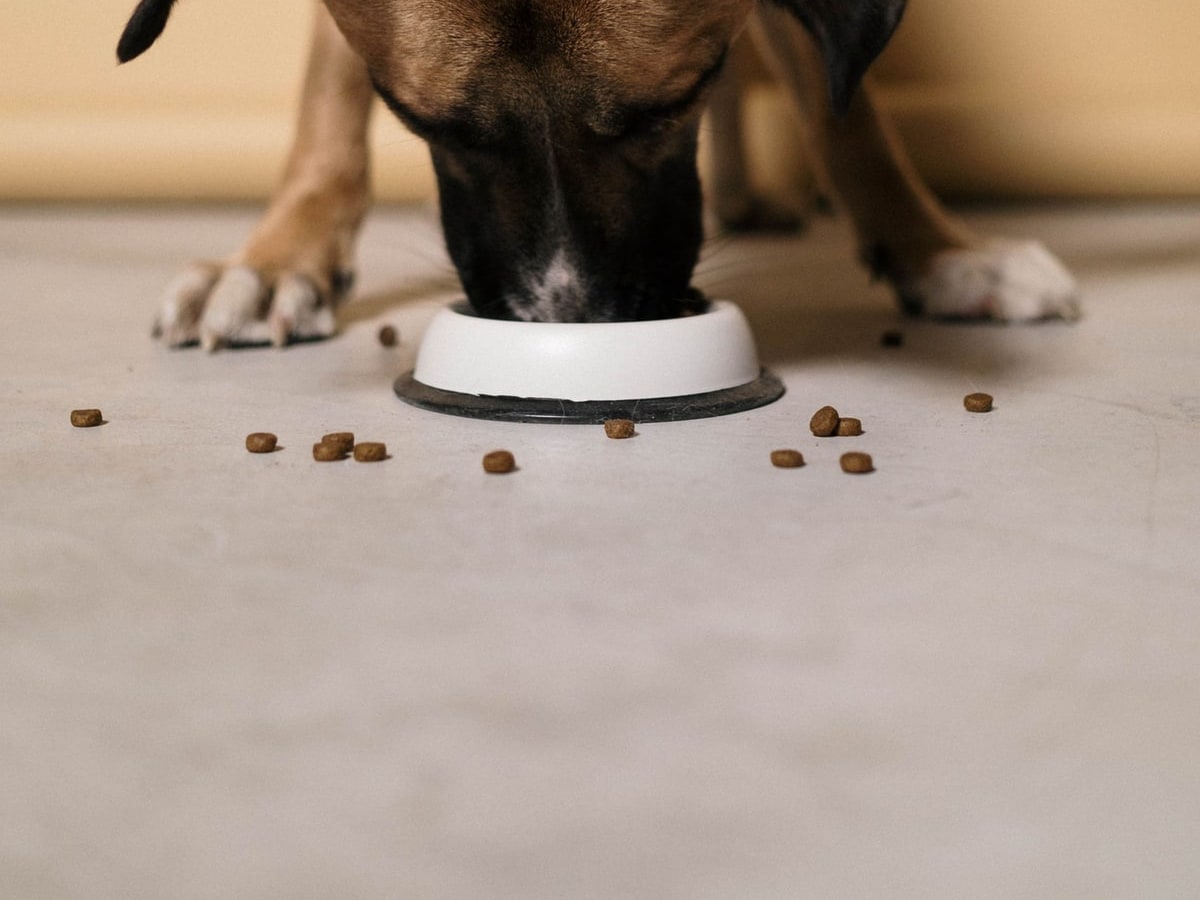 Essential Dog Training and Nutrition Tips for West Sussex Dog Owners