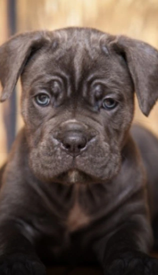 Puppy Training