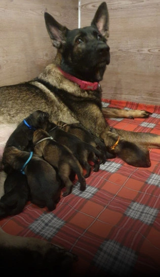 Protection Training
