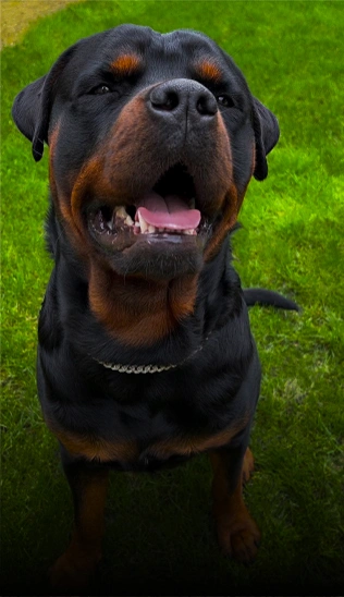 E-Collar Training